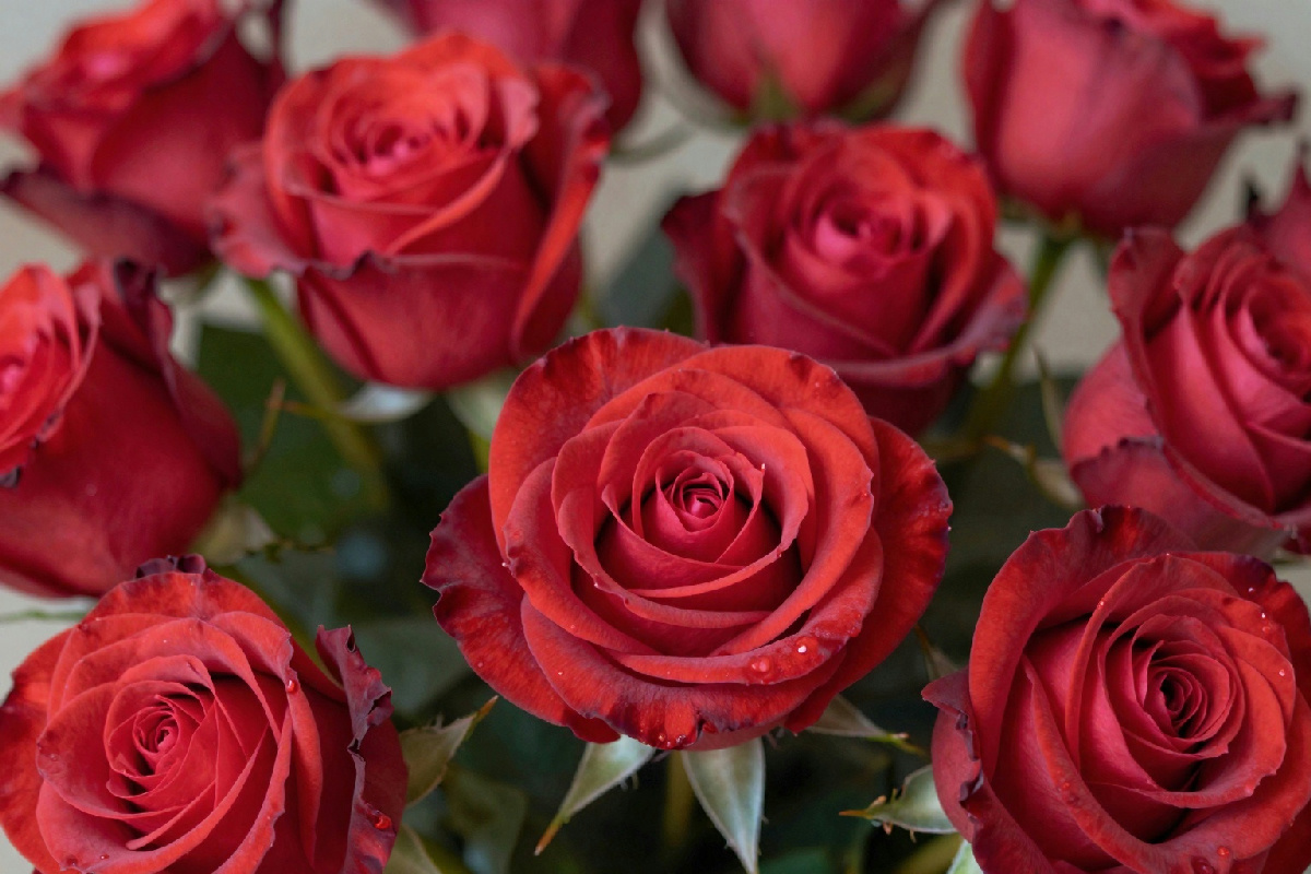 Per San Valentino scegli tra rose eterne e fresche: quale opzione emoziona di più?